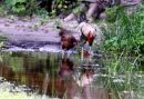 Casamance 20